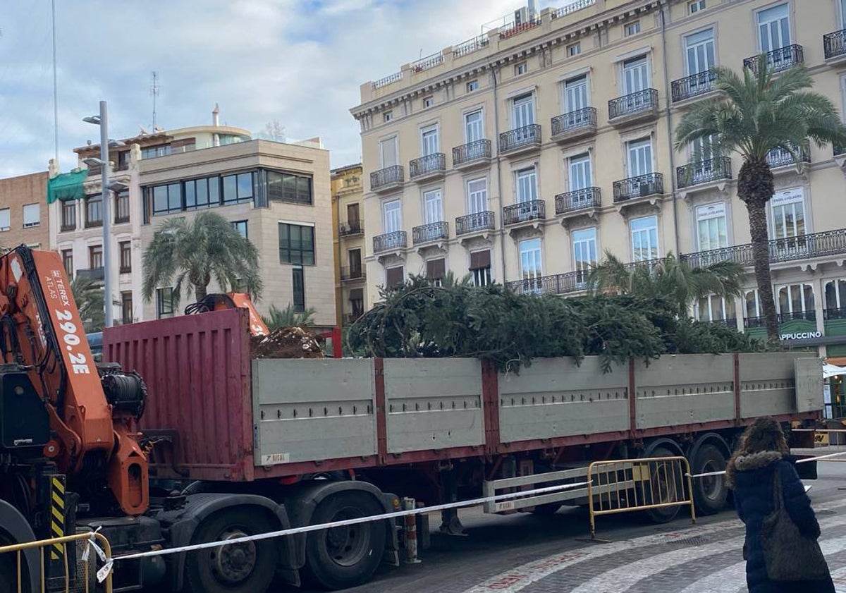 Imagen principal - Operativo del traslado del abeto y preparación del terreno donde se trasplantará el árbol. 