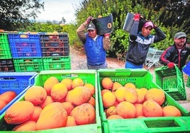 Recolectores de naranjas en un campo de la Ribera.