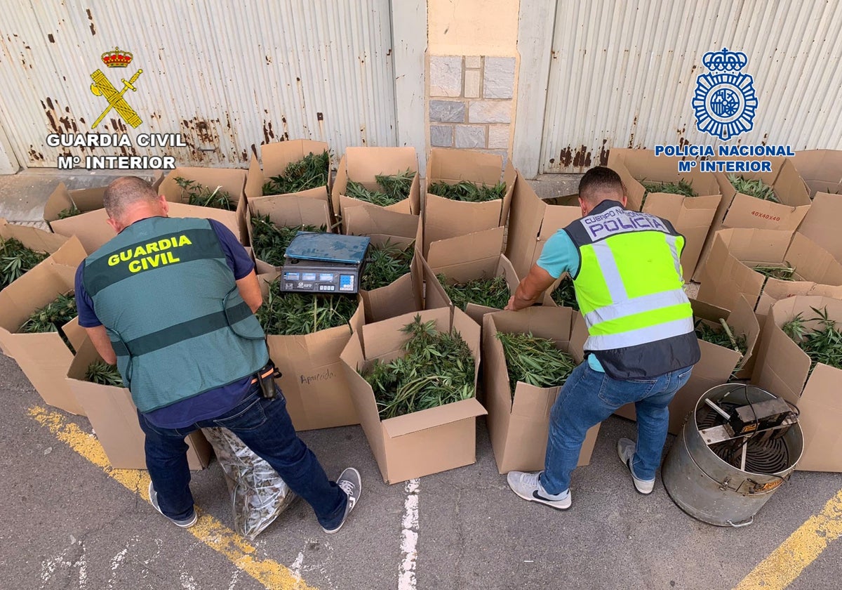 Marihuana intervenida en una operación conjunta de la Policía Nacional y la Guardia Civil.