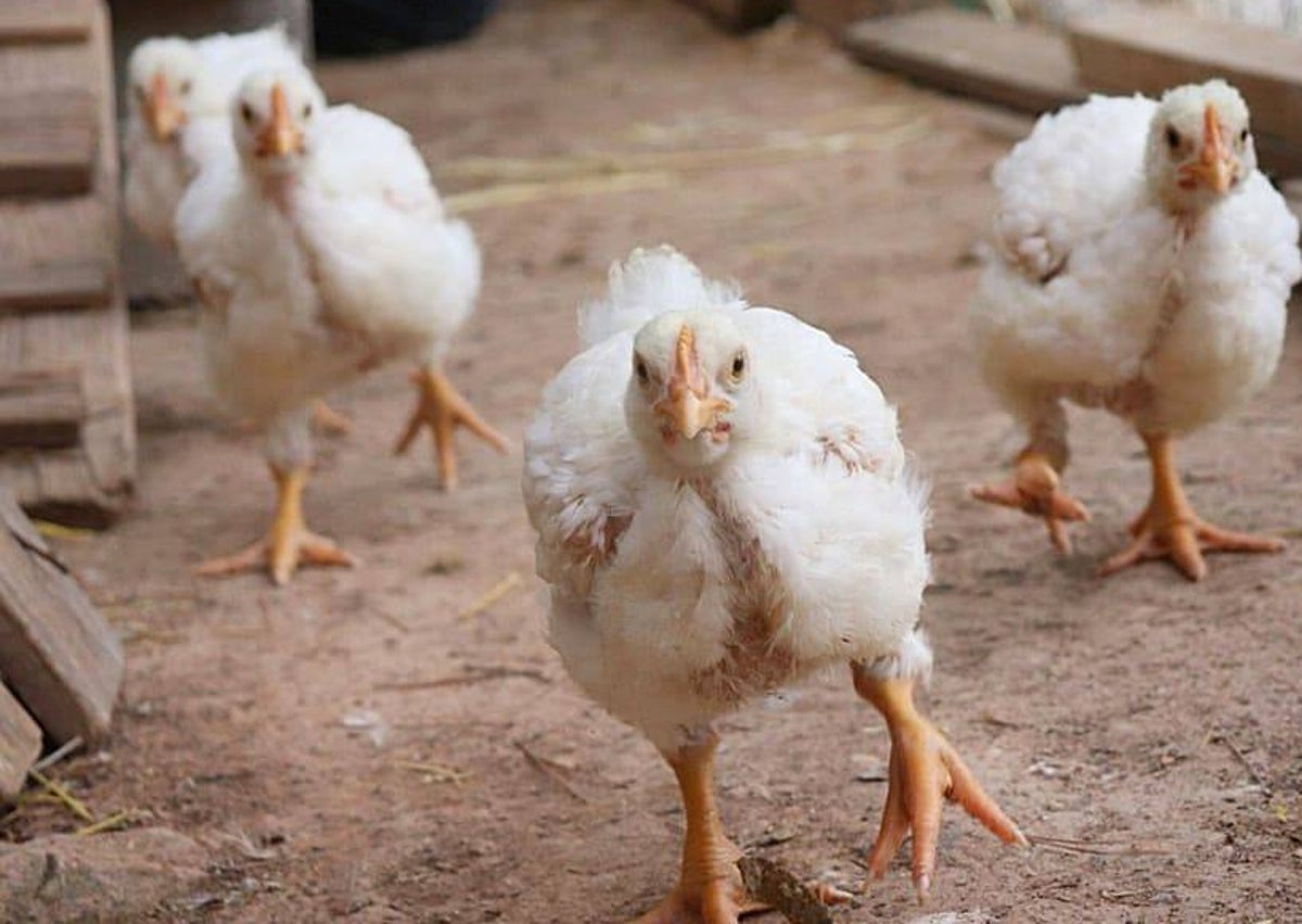 Imagen secundaria 1 - Imágenes del santuario Pollets de la Terreta.