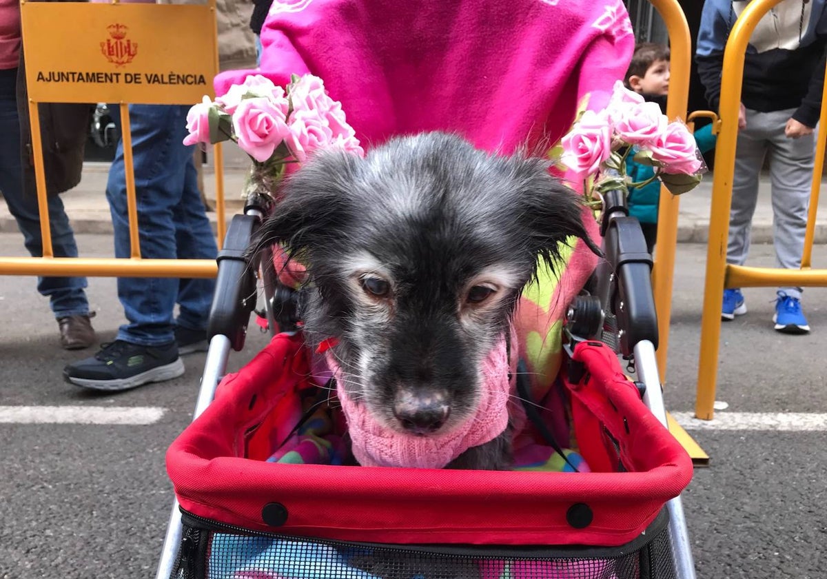 Una mujer bendice a su perro este miércoles por Sant Antoni.