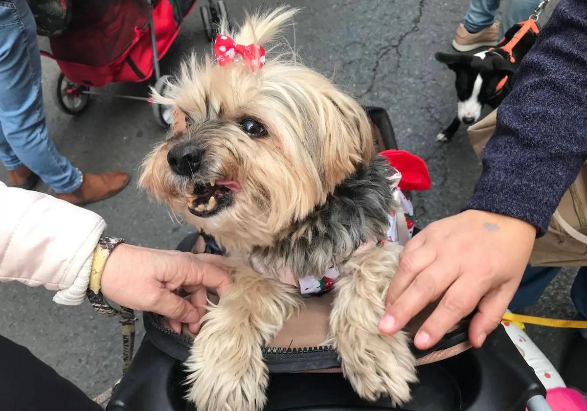 Una de las mascotas durante la bendición en San Antón.