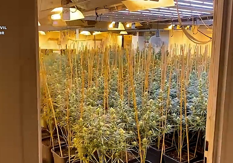 Plantación de marihuana hallada en una de las naves registradas.