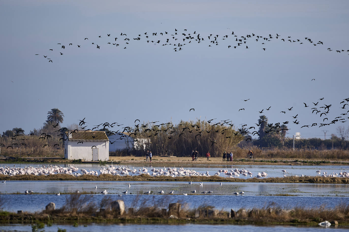 Los flamencos vuelven a la Albufera