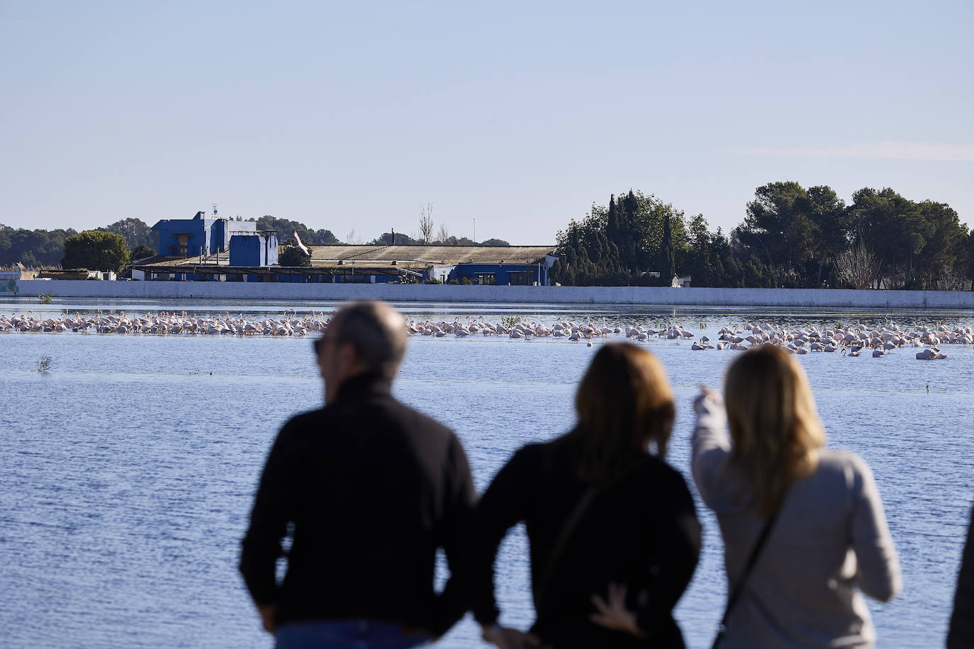 Los flamencos vuelven a la Albufera