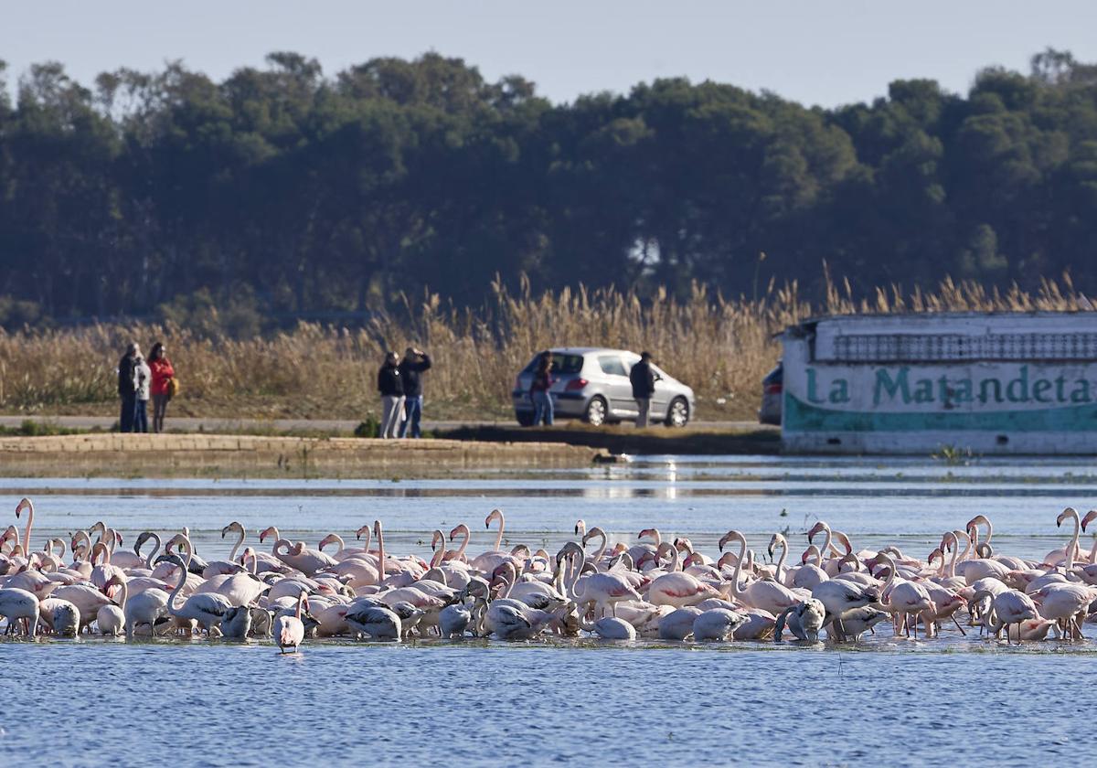 Flamencos en la Albufera.