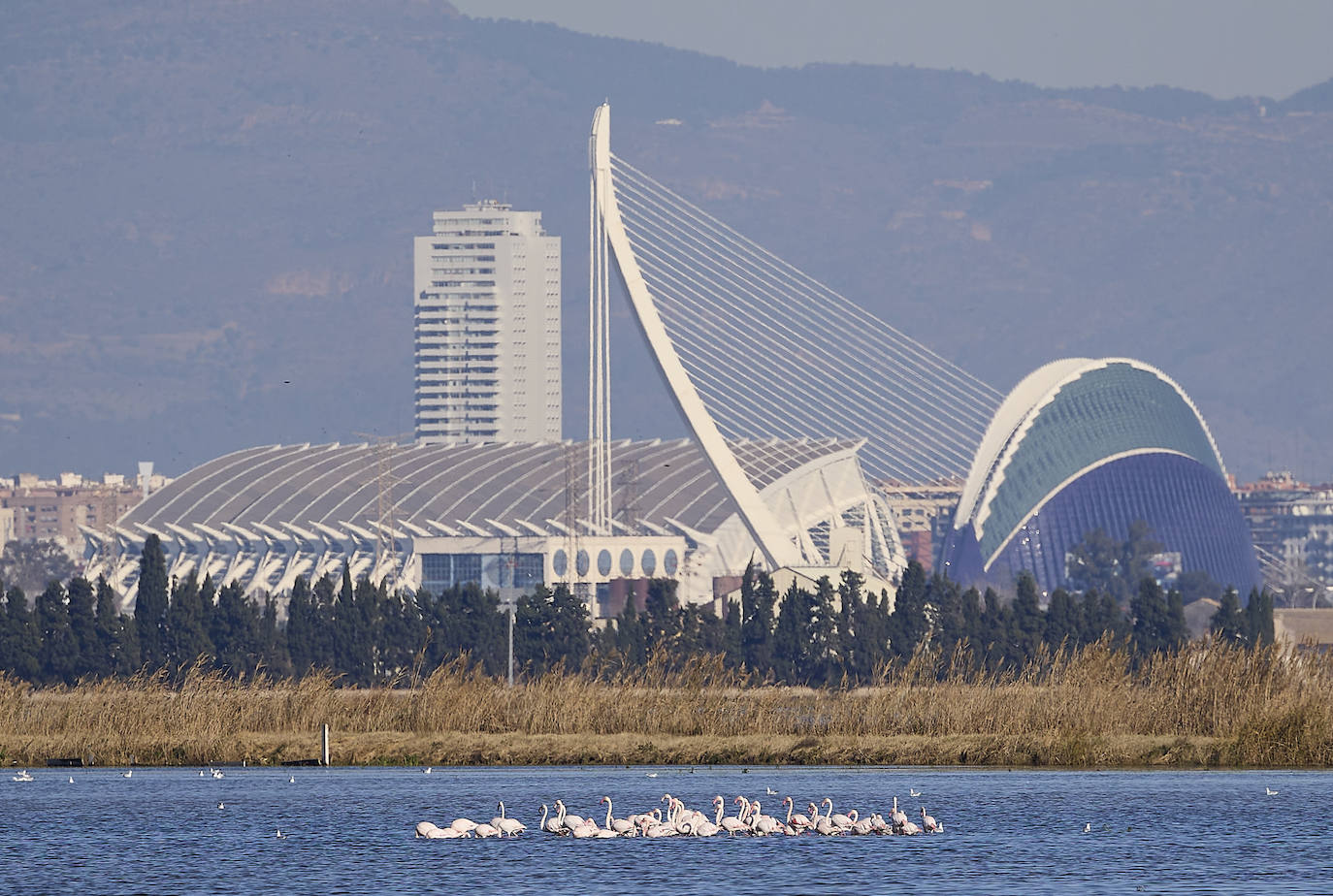 Los flamencos vuelven a la Albufera