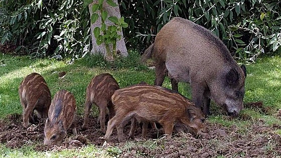 Los jabalíes, una plaga que destroza cultivos en la Marina Alta y tiene a vecinos «acuartelados en casa por la noche»