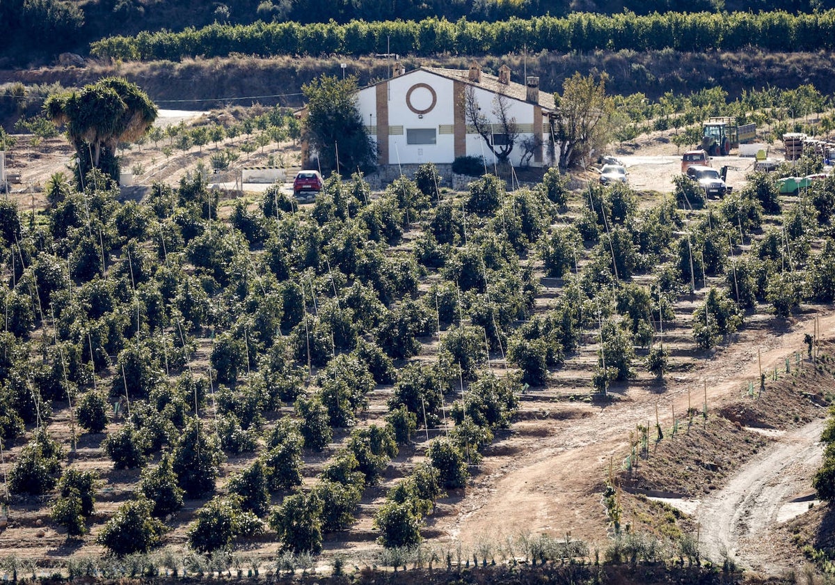 Cultivos de aguacate en el término de Godelleta y Chiva.