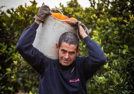 Un trabajador recoge naranjas.