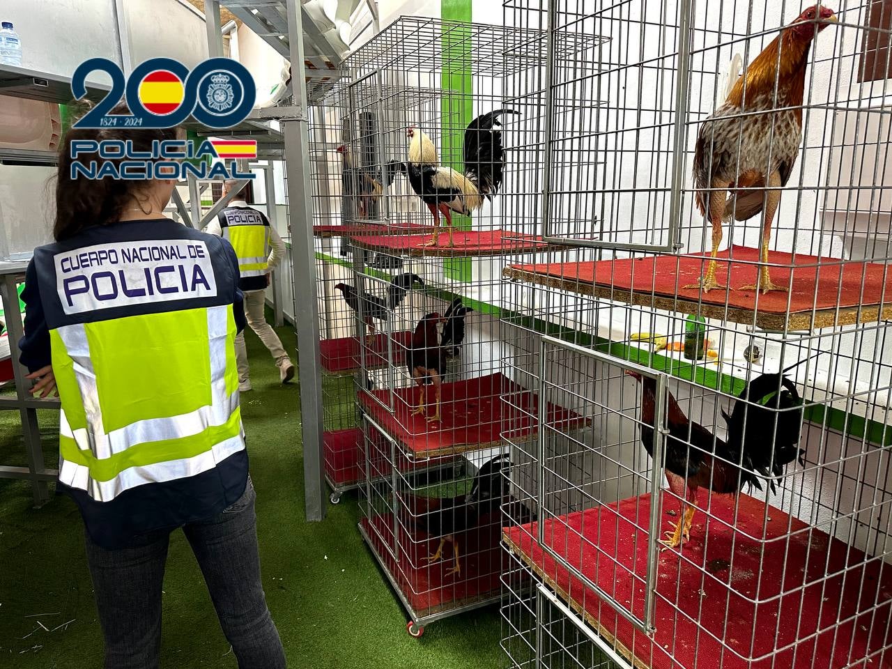 Policías, junto a los gallos intervenidos durante la última operación en Aspe.