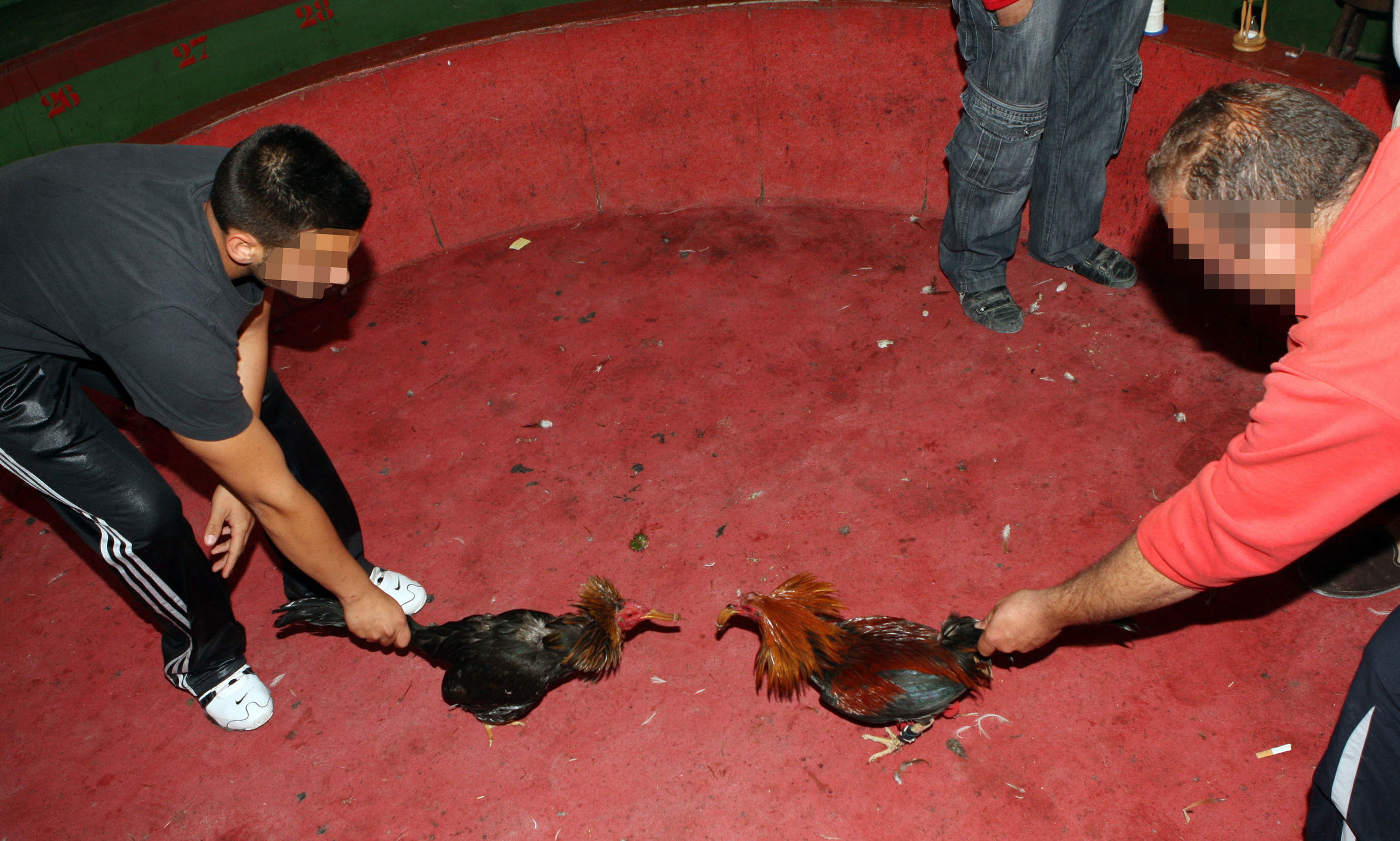 Dos participantes en una pelea azuzan a los gallos antes del combate.