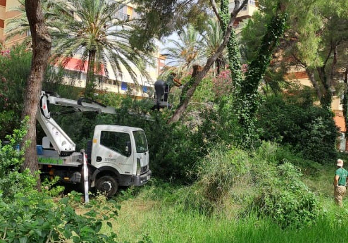 Operarios municipales podan los árboles próximos a los edificios.