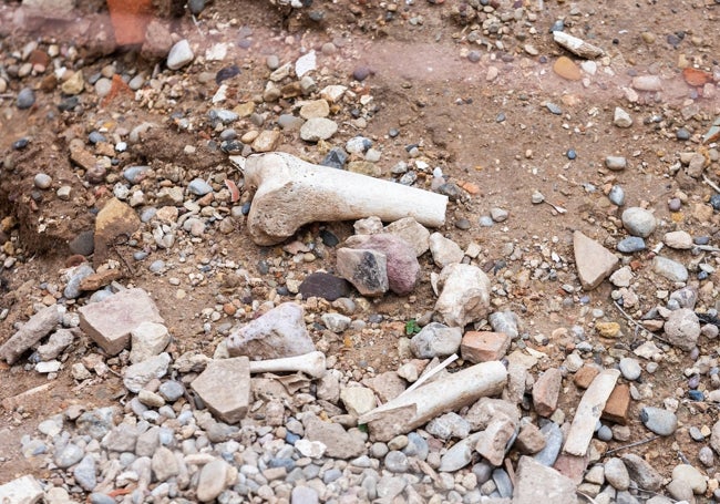 Restos óseos del cementerio del siglo XI ubicado en la excavación de la plaza del Ángel.