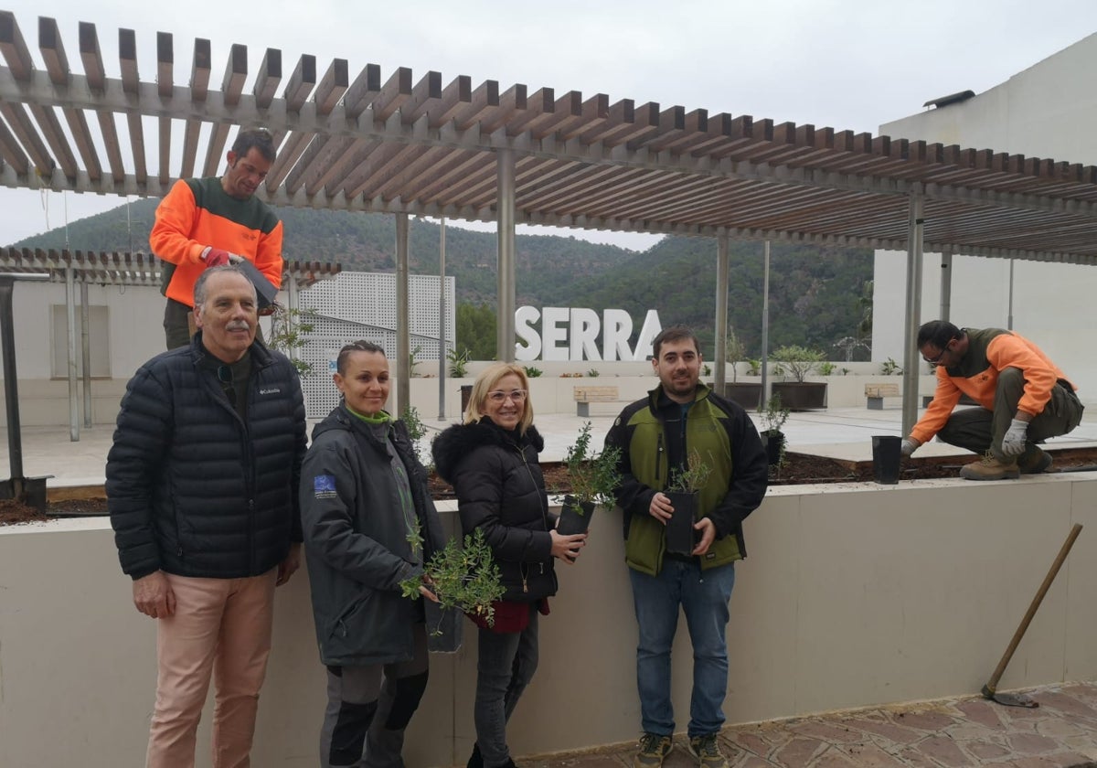 Plantación de Jara de Cartagena en Serra.