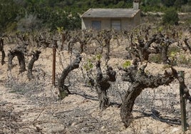 Un campo de vides en Chiva afectado por la falta de agua.