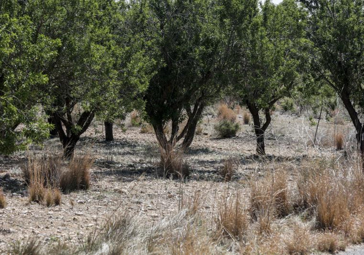 Mazón: sí al agua para Cataluña, pero sin perjudicar a la Comunitat