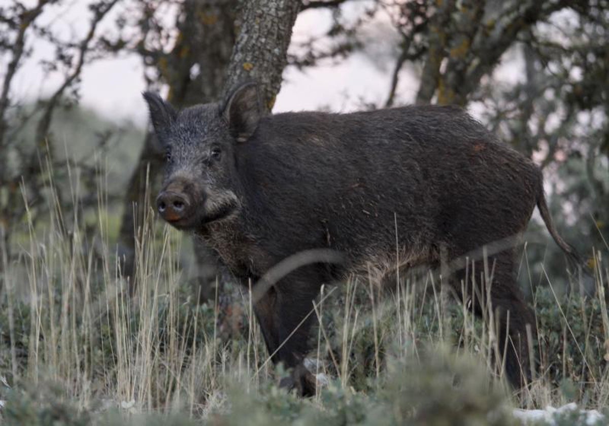 Las batidas suelen realizarse para el control de la población de jabalíes.