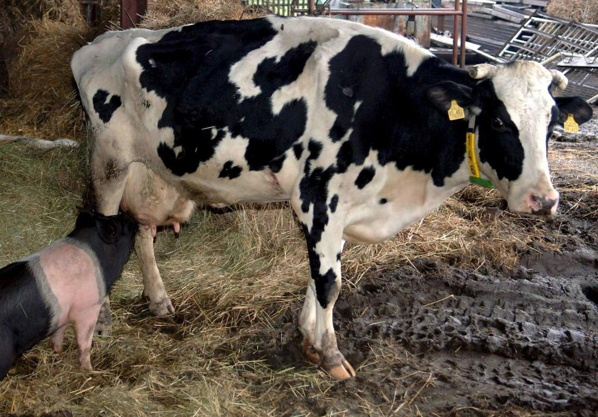 Una vaca en una imagen de archivo.