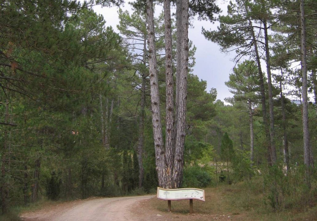 El majestuoso Pi de les Quatre Forques, junto al sendero.