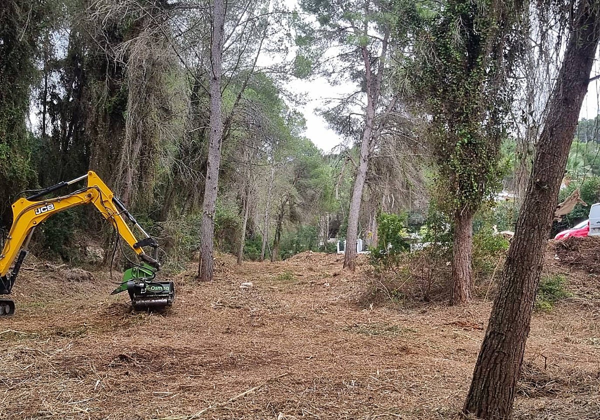 Las tareas de clareo de la vegetación del barranco.