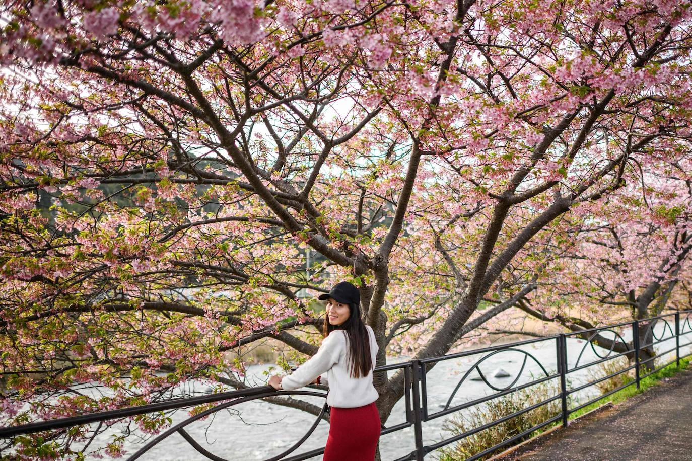 Las primeras flores de los cerezos de Japón