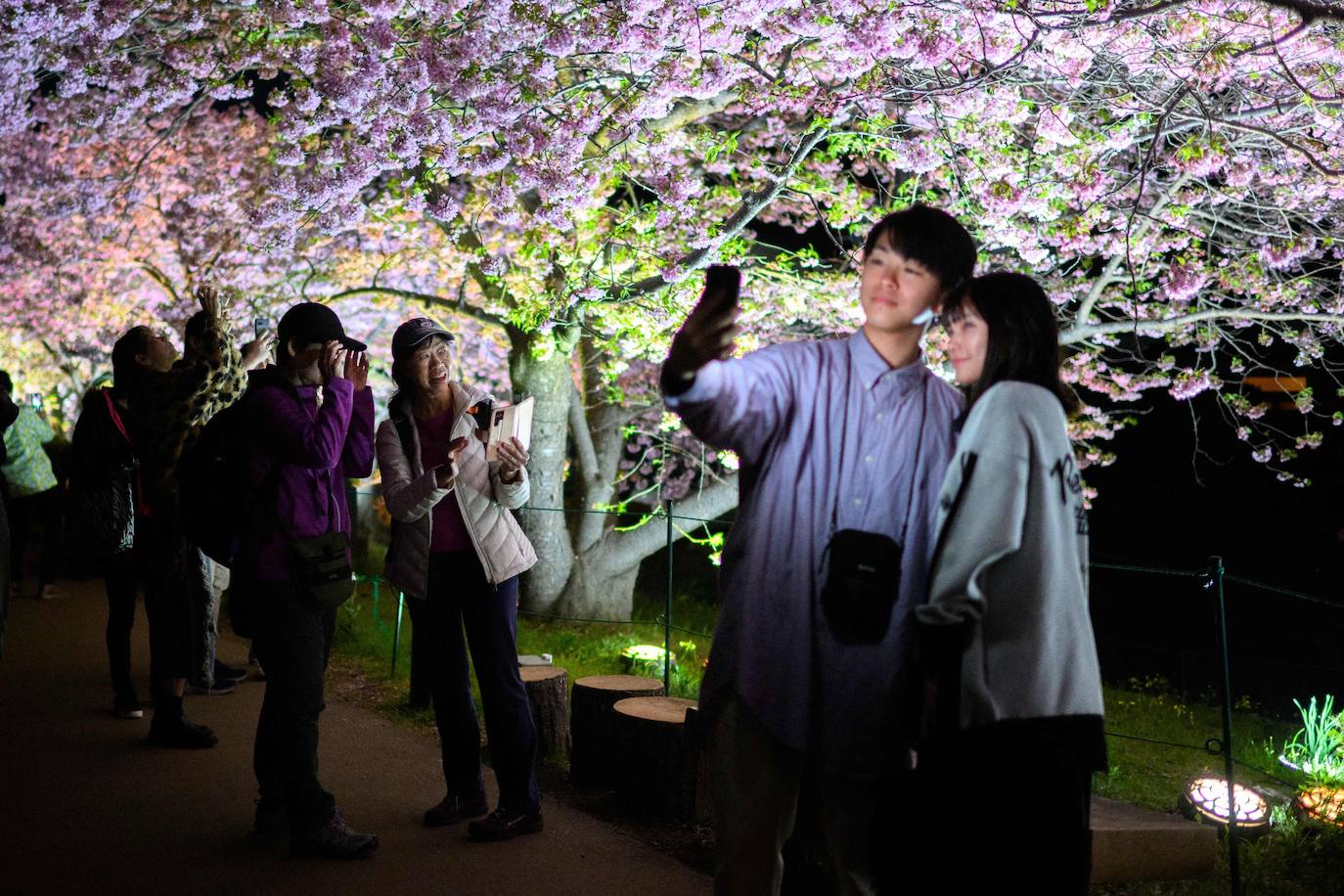 Las primeras flores de los cerezos de Japón