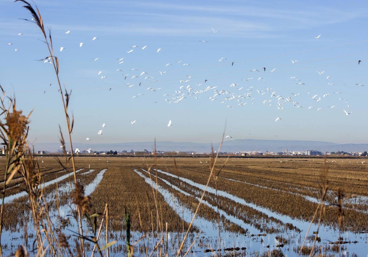 Campos de arroz en la Albufera.