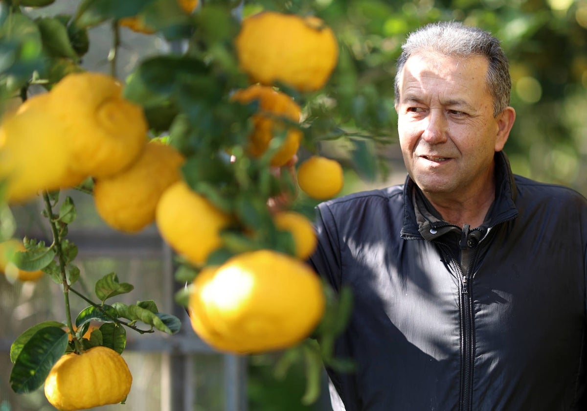 Vicent Todolí preside la Todolí Citrus Fudación.