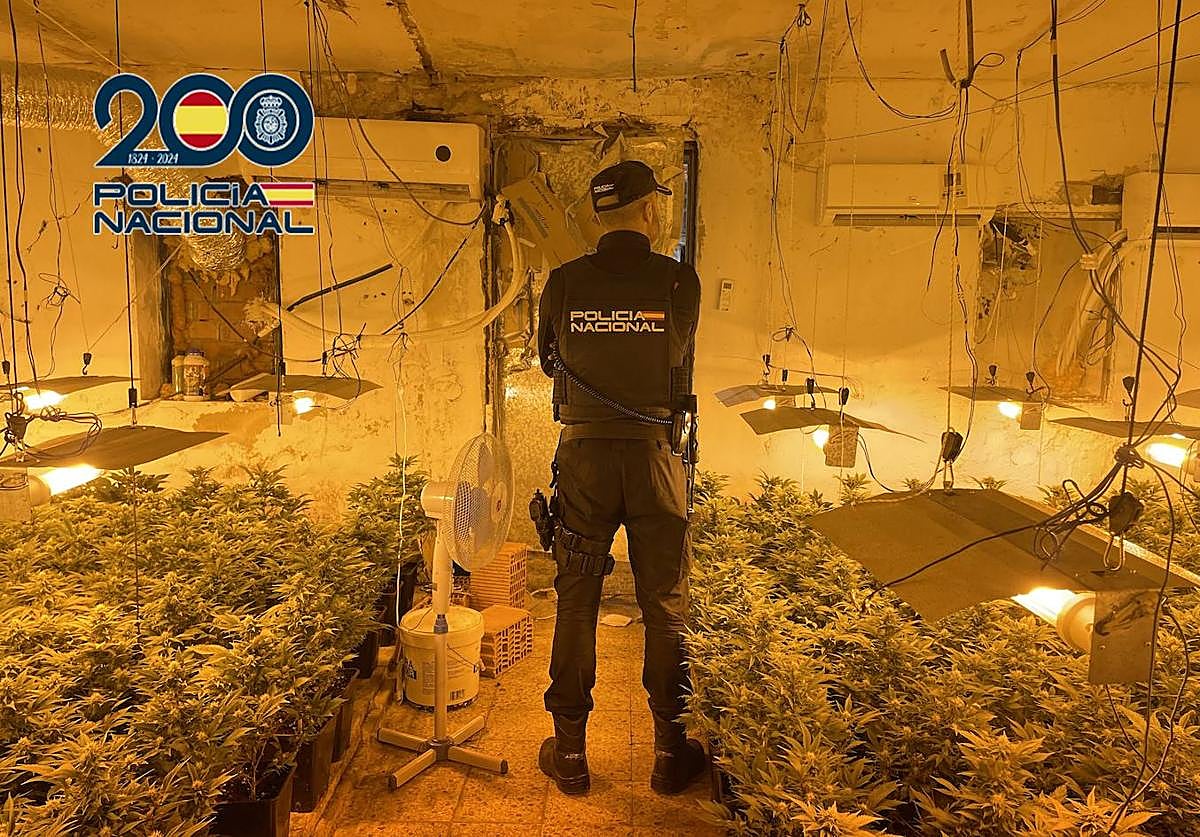 Plantas de marihuana en una de las viviendas de Alzira.