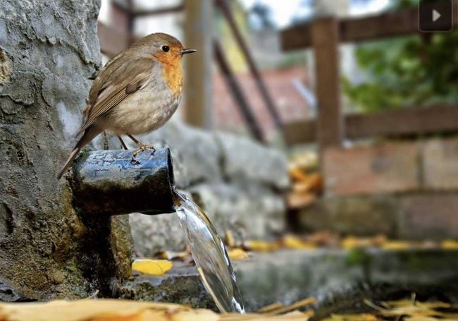 Un petirrojo, que forma parte de la fauna de la Serra de Mariola.