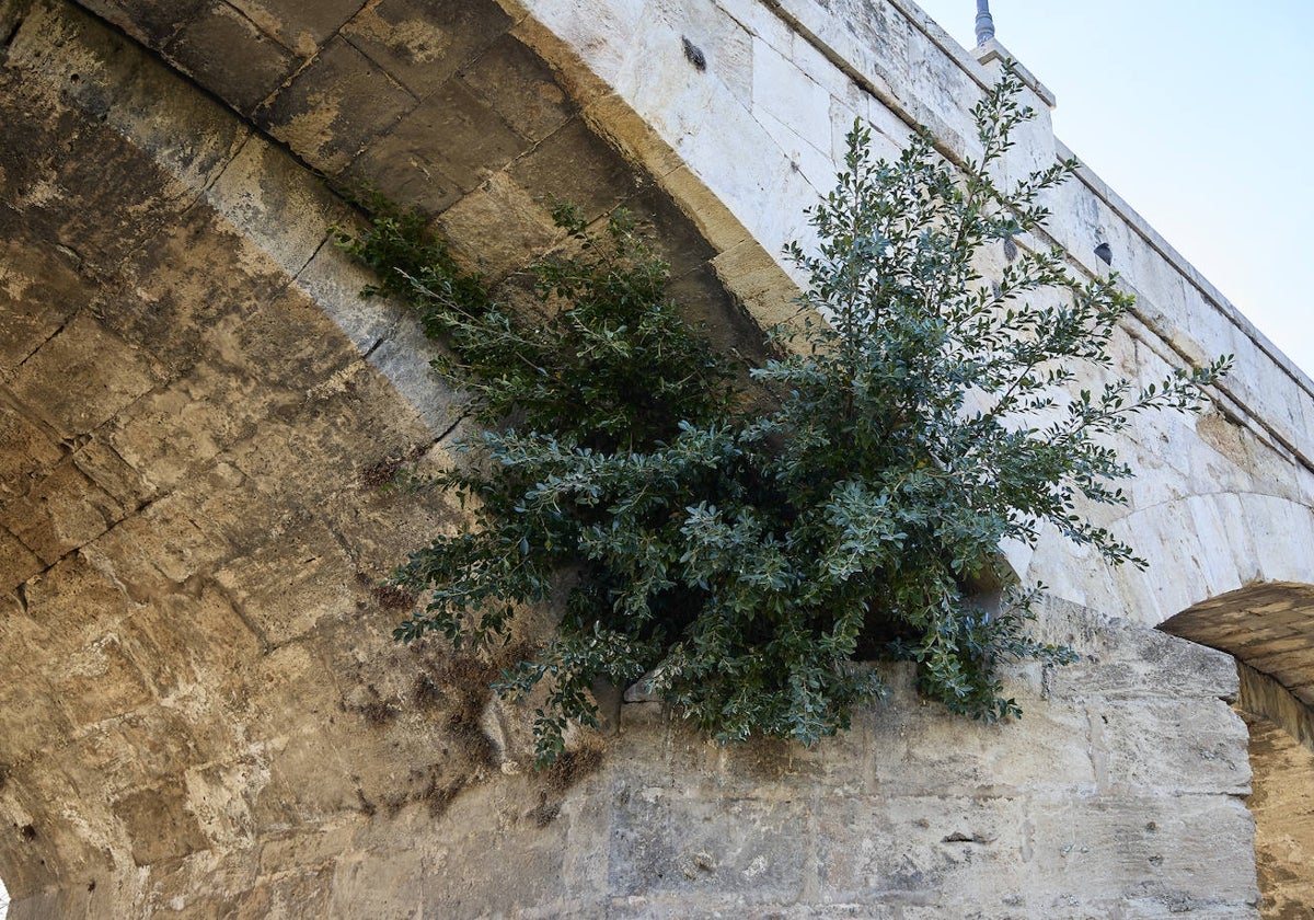 Una planta florece en uno de los arcos del puente de San José.