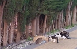 Gatos callejeros.