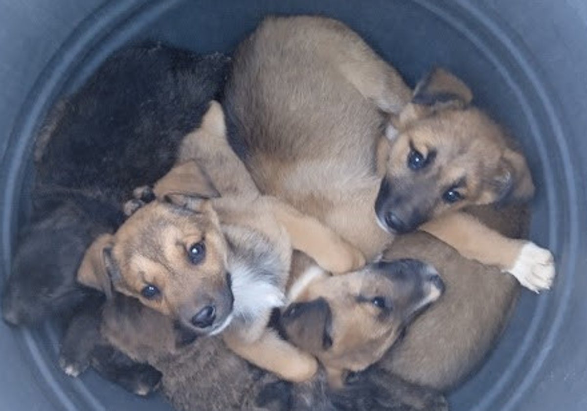 Cachorros de perro abandonados en un bidón en Almoines.