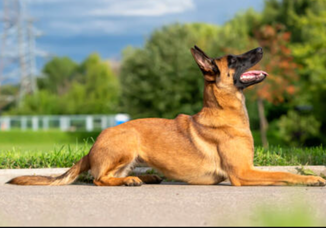 Pastor belga malinois.