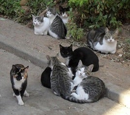 Gatos callejeros.