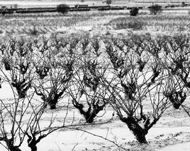 Imagen de una nevada en Requena en una imagen de archivo.