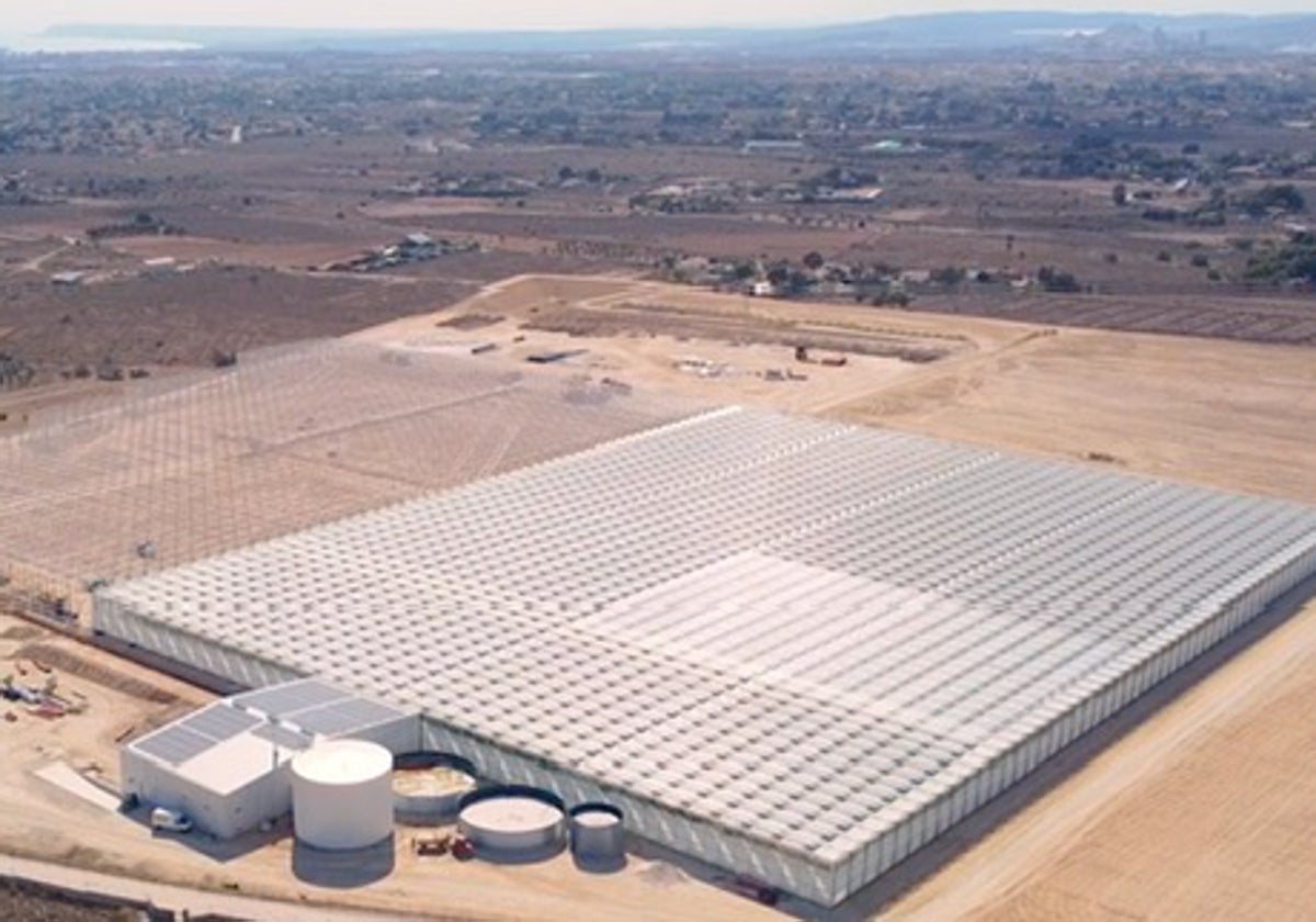 Vista aérea de los invernaderos de cristal de Tomates Lis en la provincia de Alicante.