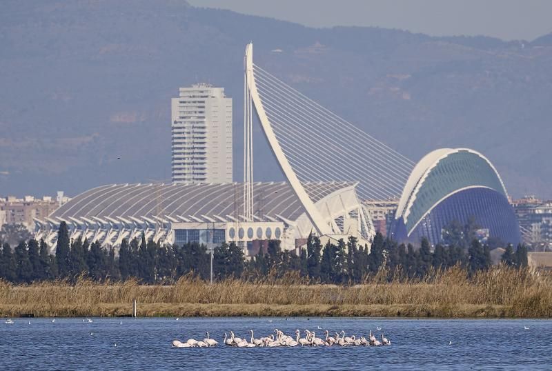 L´Albufera con la Ciudad de las Artes de fondo