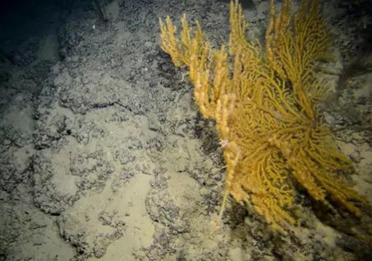 Imagen de un ejemplar de la gorgonia Paramuricea clavata captada durante la campaña del IEO para explorar hábitats marinos de Alicante y Benidorm.