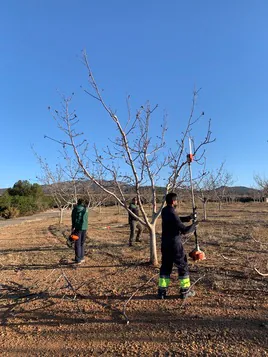 Parcela de nogales incorporada que está poniendo a punto la brigada de la Cooperativa de Viver.