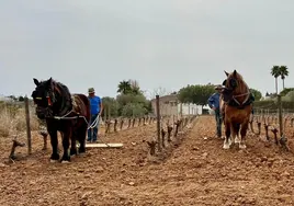 Mulos y caballos participantes en el arado tradicional.