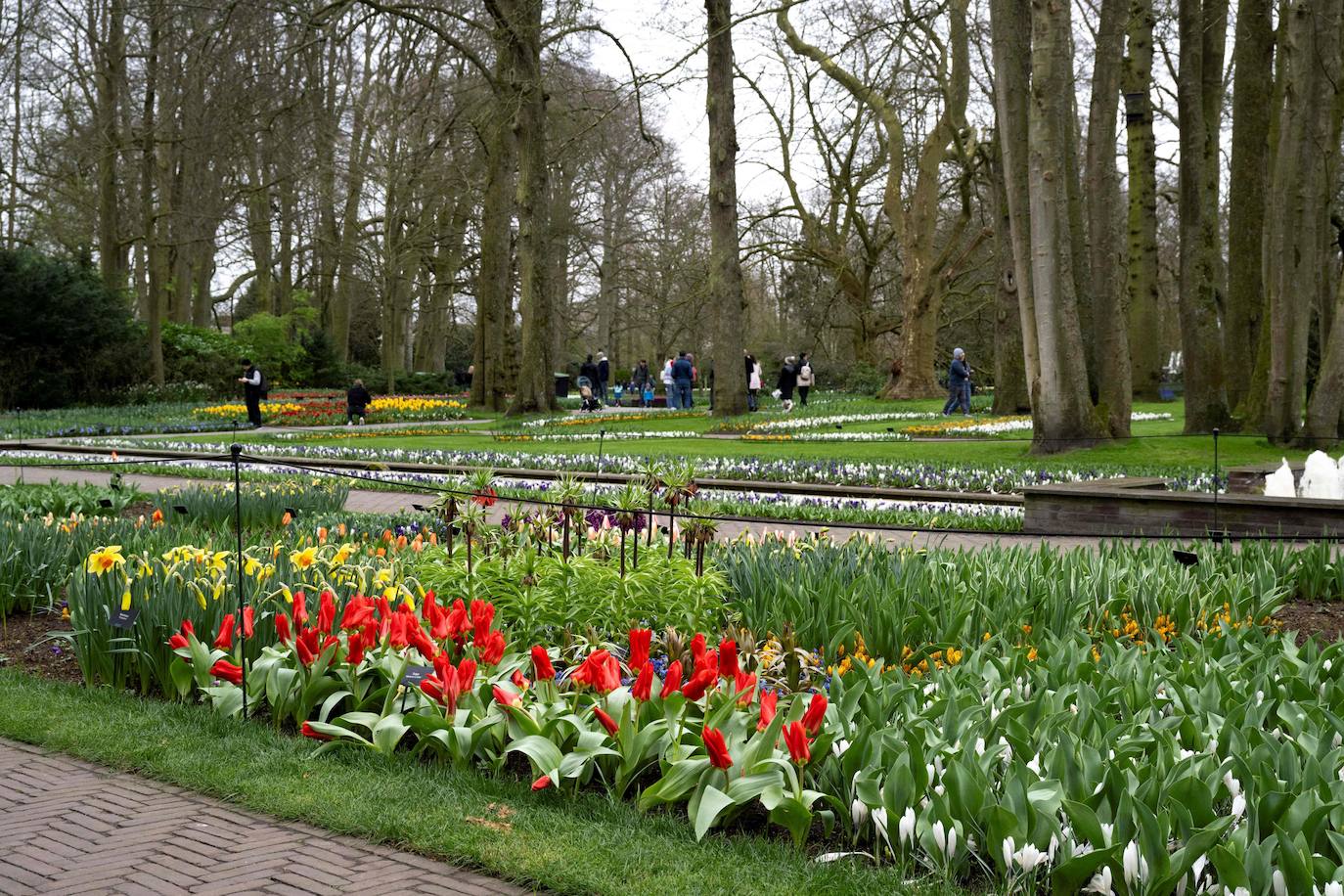 El mayor jardín de tulipanes del mundo abre sus puertas en primavera