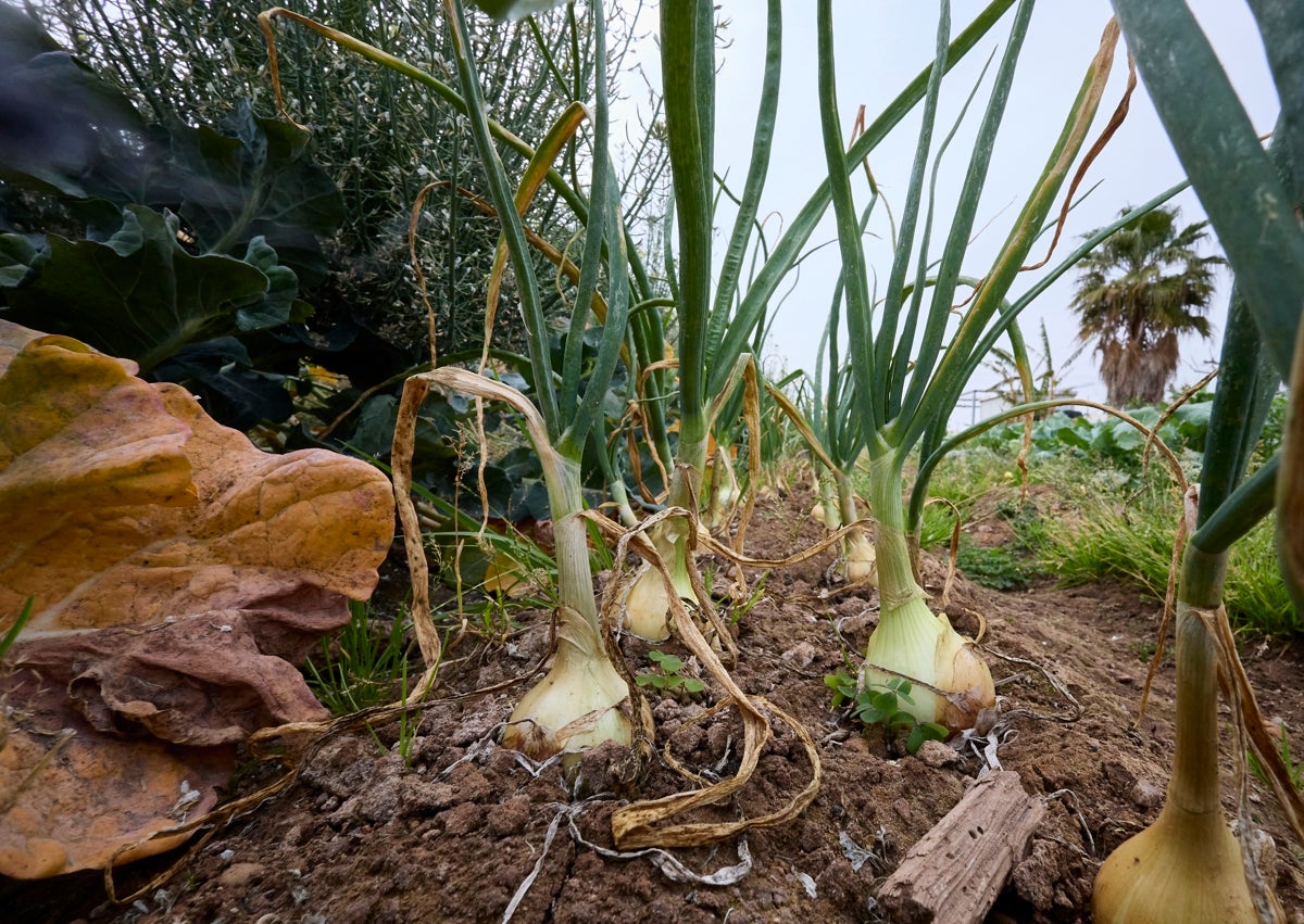 Imagen secundaria 1 - El cocinero más verde y el agricultor con dos estrellas Michelin