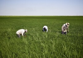 Agricultores trabajan en los arrozales.