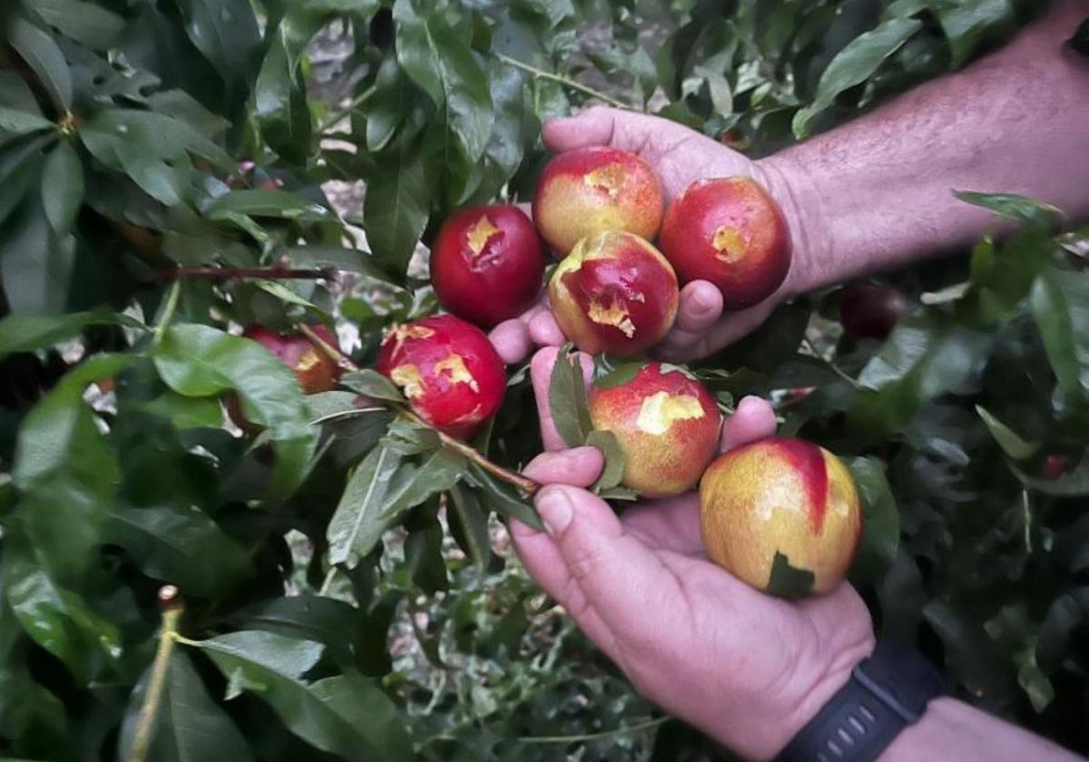 Pérdidas. Frutos de nectarina destrozados por una tormenta de pedrisco cuando estaban a mitad de su desarrollo.