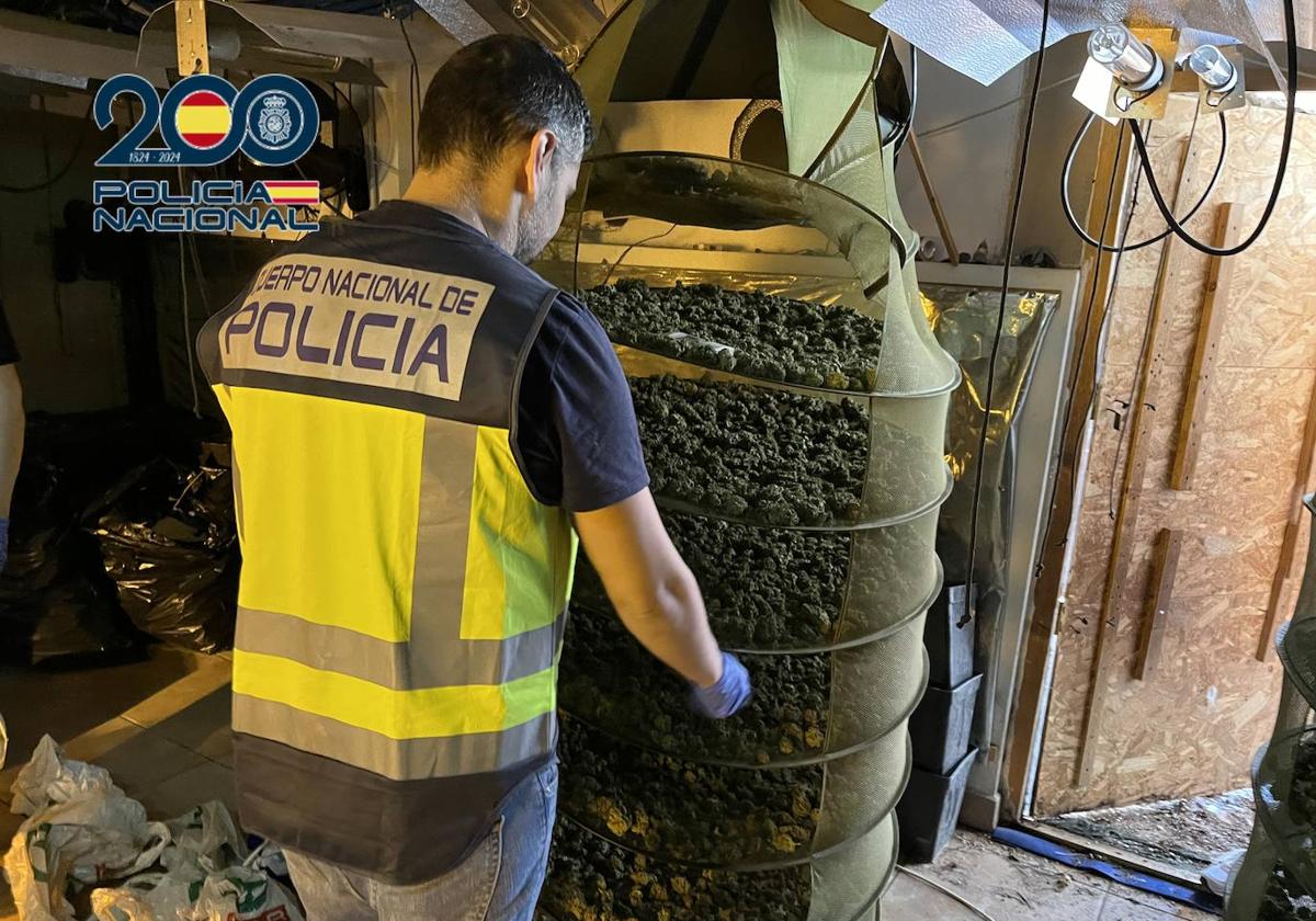 Agentes han incautado más de 2.500 plantas de marihuana.