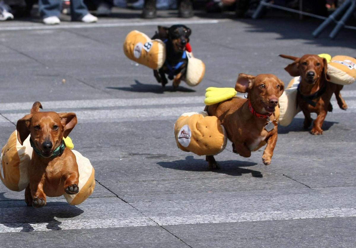 Varios perros salchichas en una imagen de archivo.