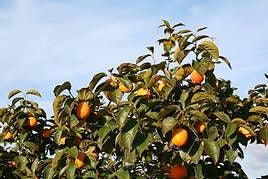 Carlet apoya las reivindicaciones de los agricultores.