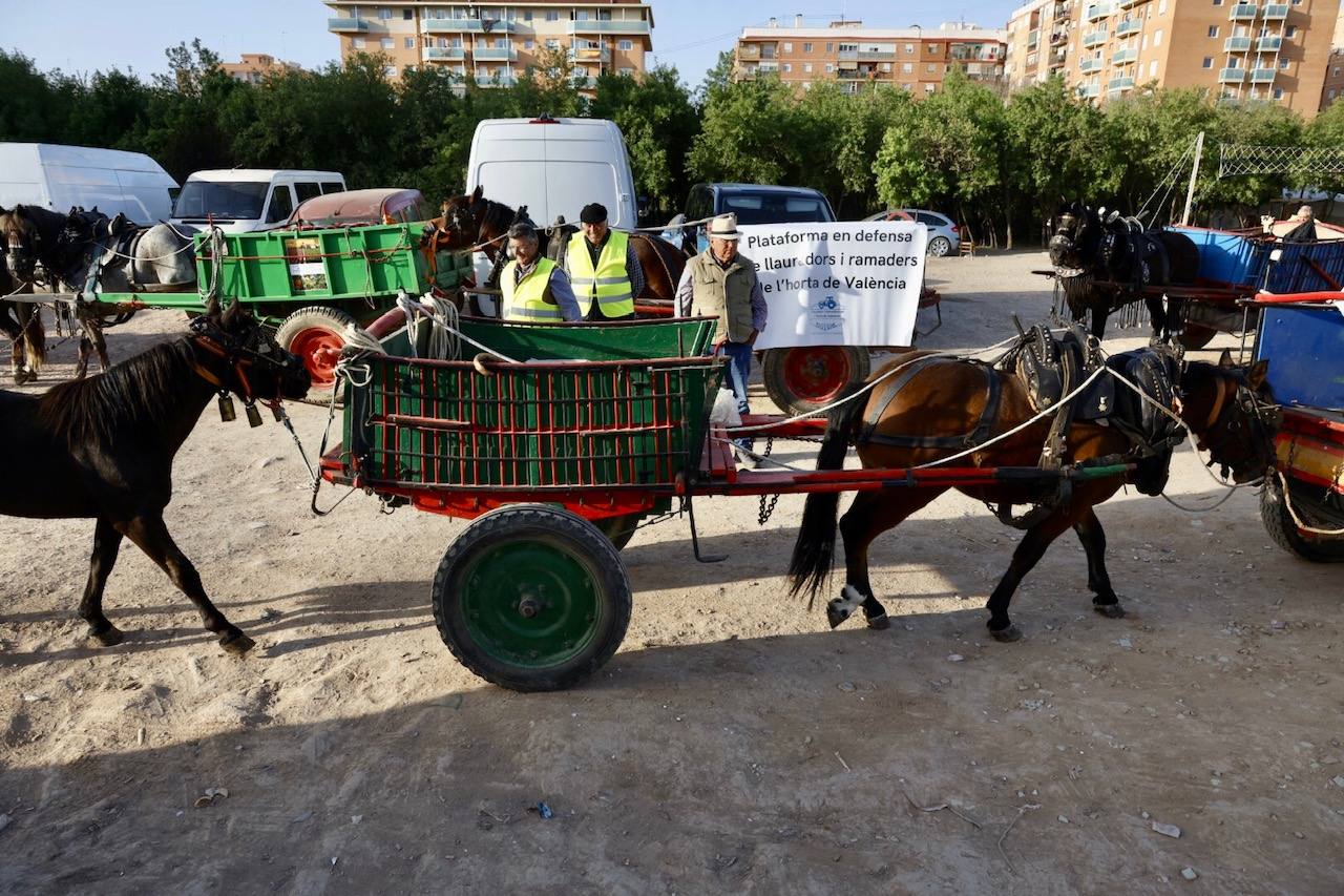 Agricultores y ganaderos marchan por las calles de Valencia con caballos y carros, en imágenes